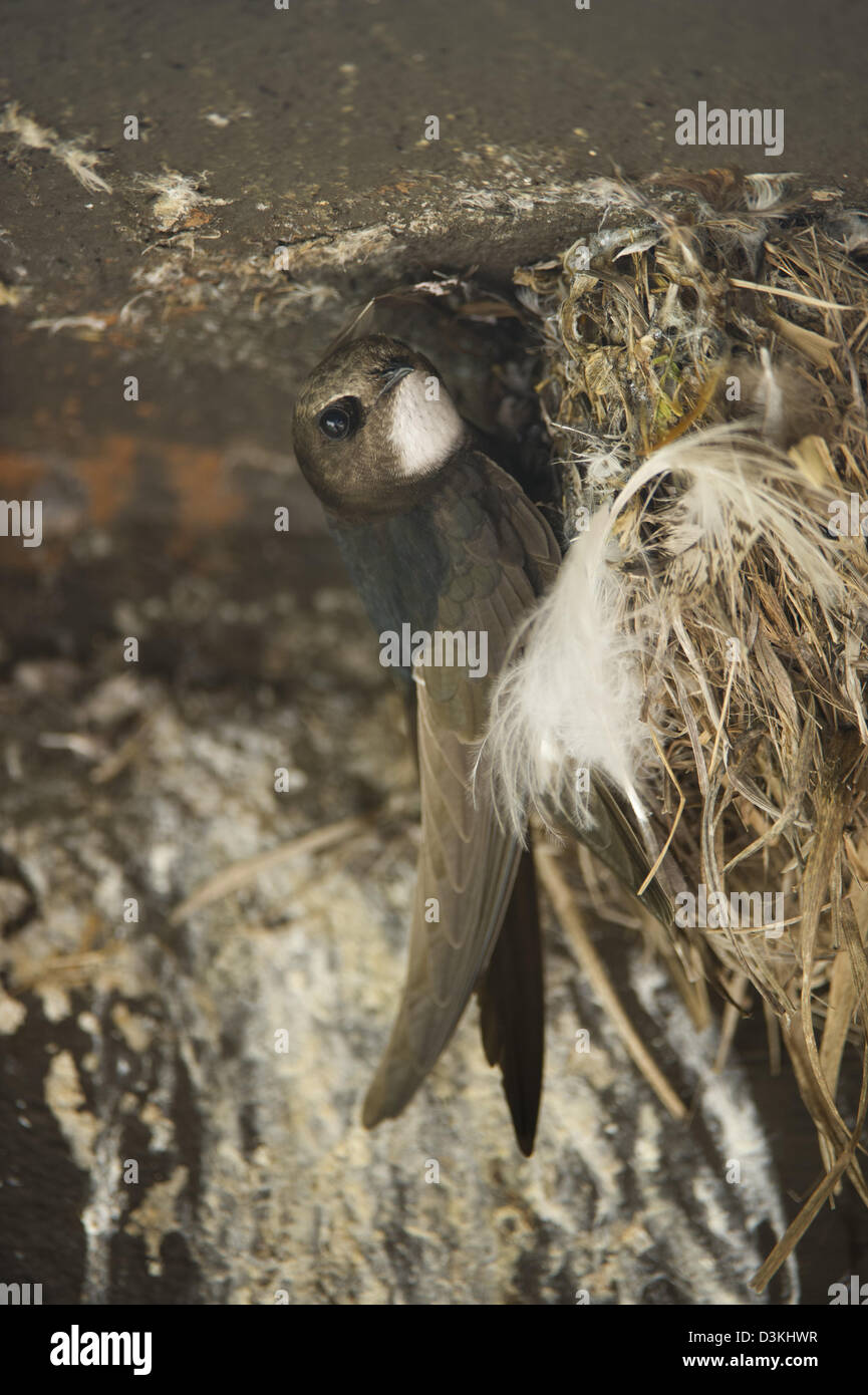 Little swift, Apus affinis, Taita Hills Wildlife Sanctuary, Kenya Stock Photo