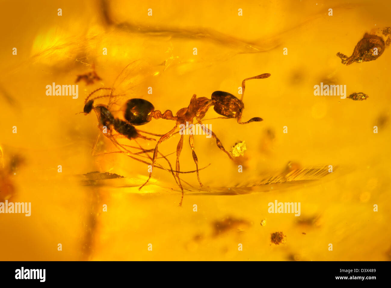 Dominican amber with insects captive, macro view of insects frozen in time Stock Photo