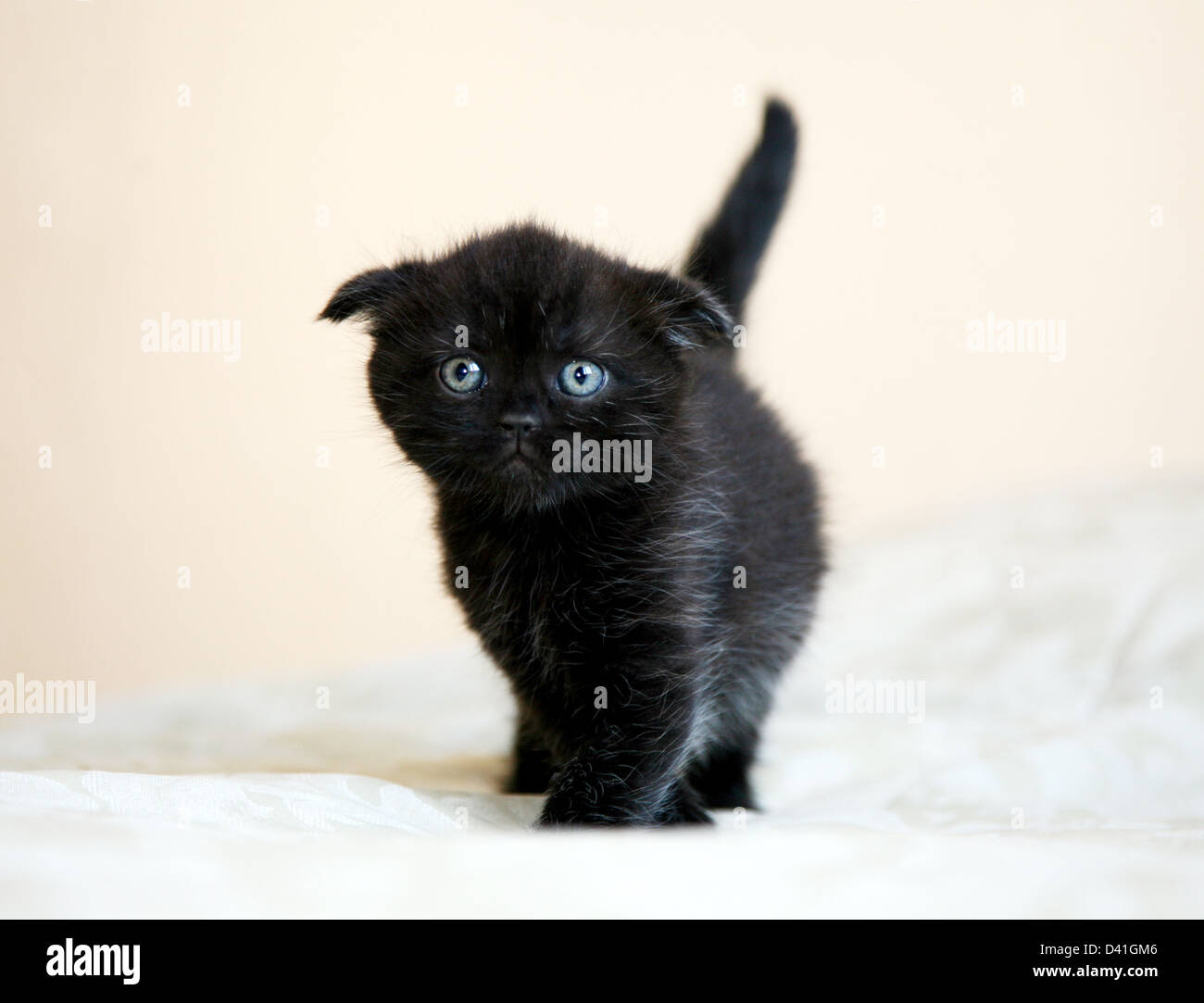 Black Scottish fold kitten Stock Photo