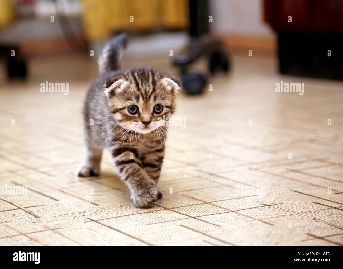 Funny Scottish fold kitten in the game Stock Photo