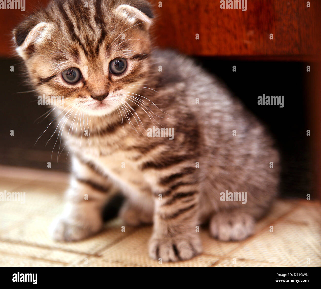 Striped scottish fold kitten Stock Photo