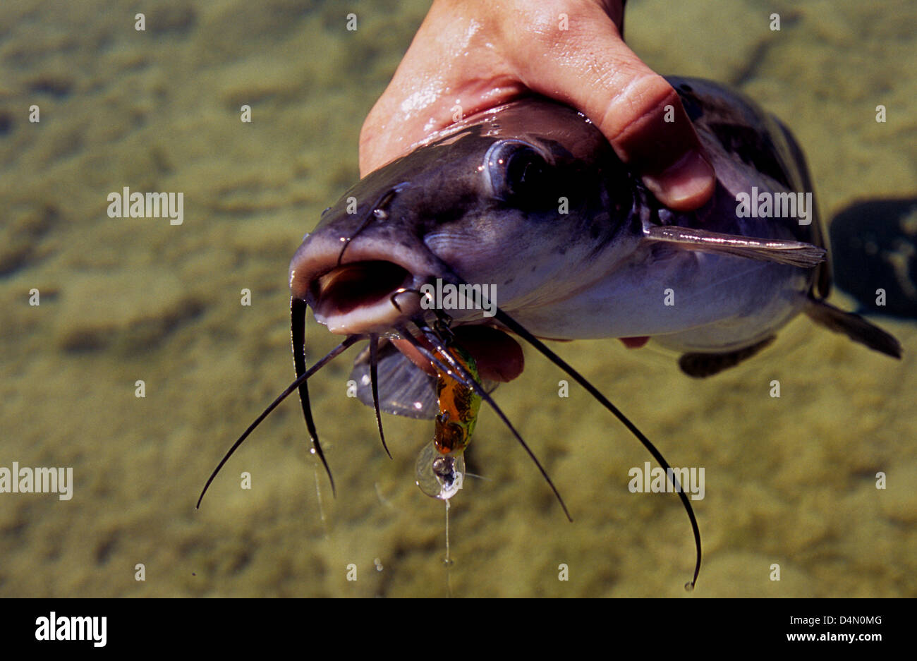 Fisherman catching a Channel Catfish (Ictalurus punctatus) on the Blanco River near San Marcos Texas Stock Photo