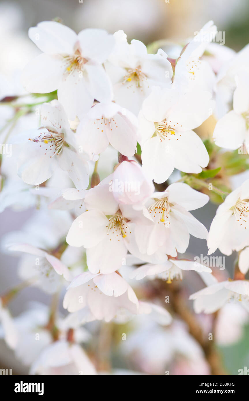 PRUNUS X YEDOENSIS SHIDARE YOSHINO Stock Photo