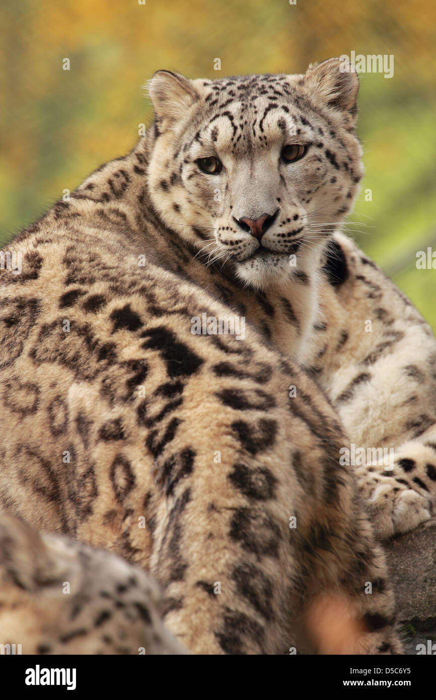 wildlife, snow leopard Stock Photo