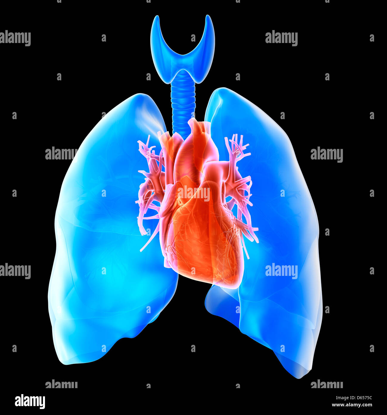 Top 97+ Pictures The Heart Is Lateral To The Lungs Superb