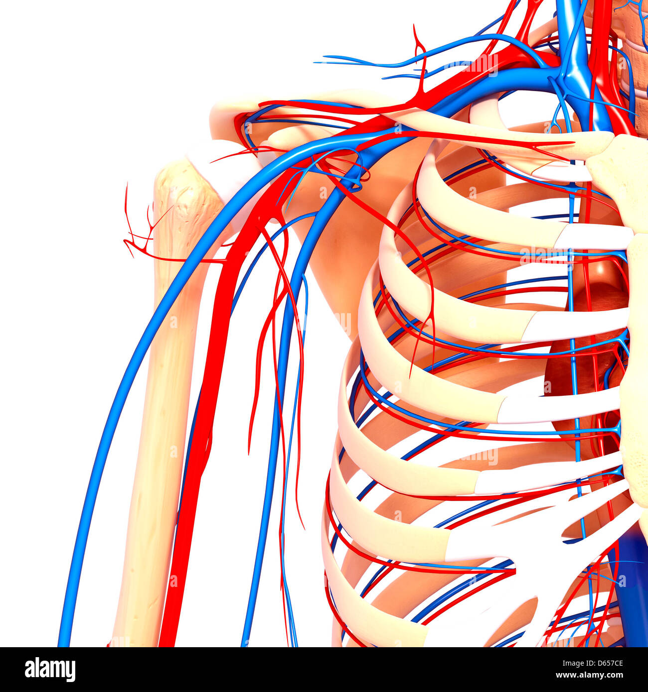 Human Shoulder Anatomy Chart