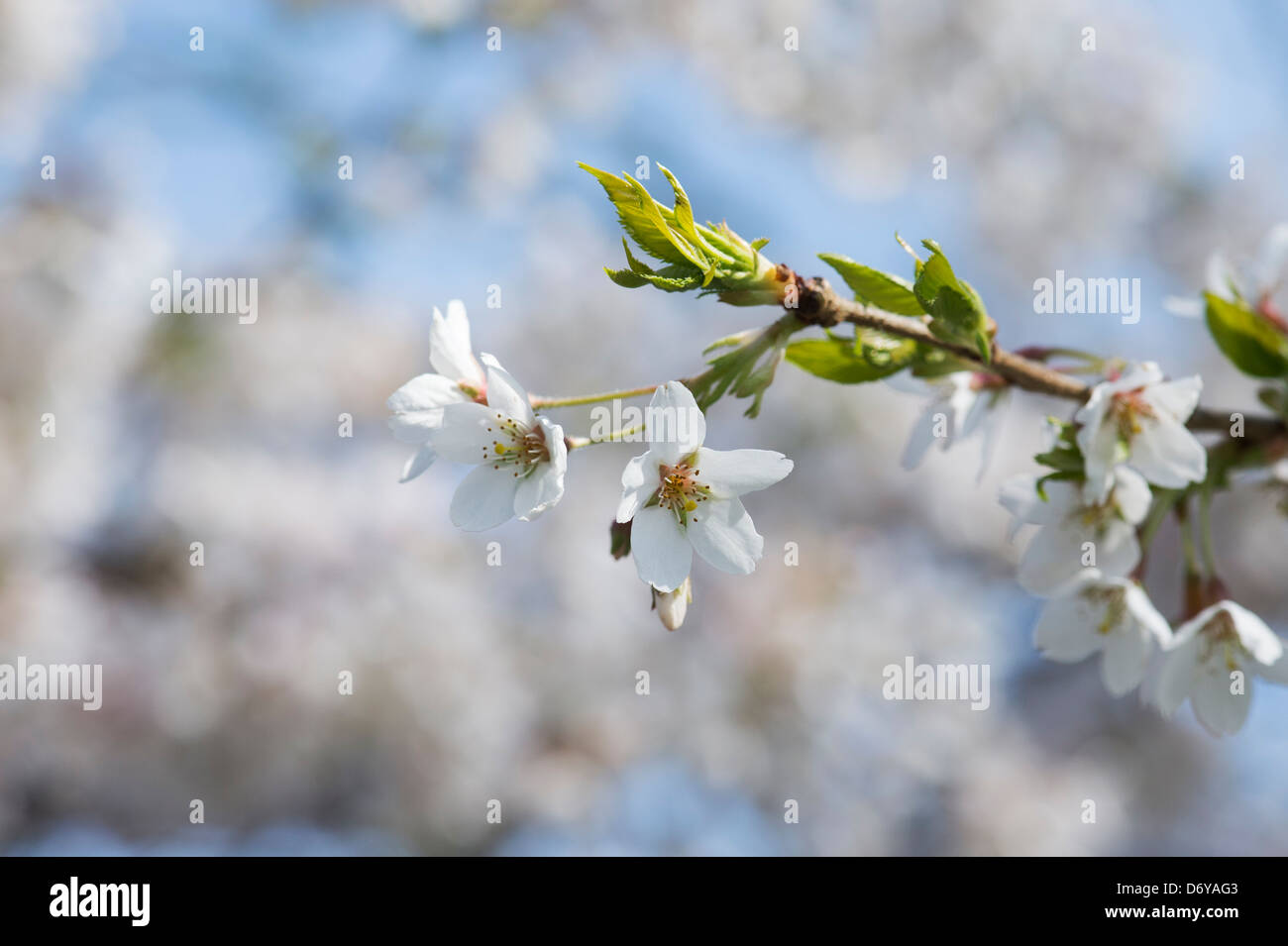 Prunus Yedoensis Tsubame. Yoshino cherry. Japanese Cherry Tree blossom Stock Photo