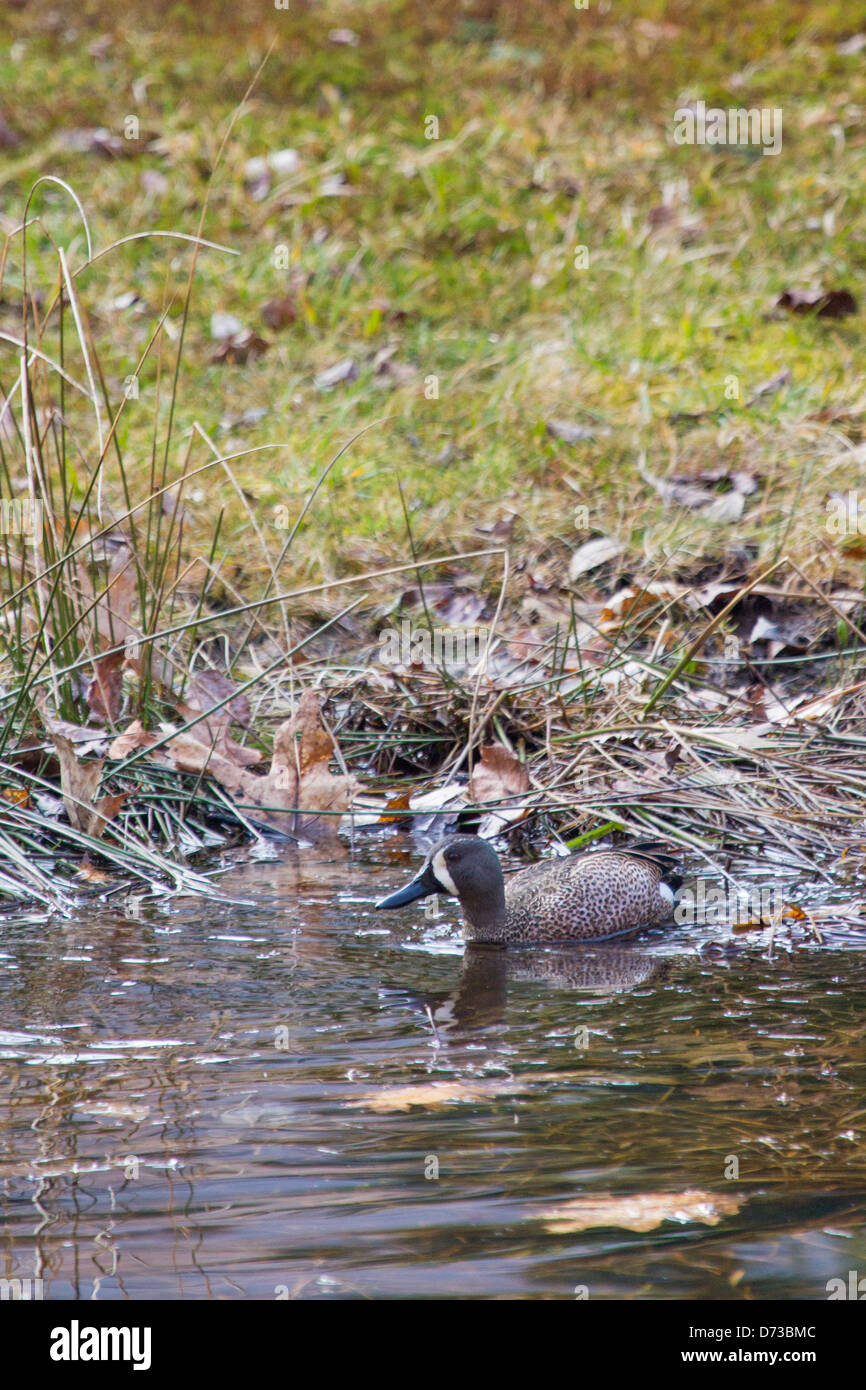 A drake Blue-winged Teal on a pond. Stock Photo