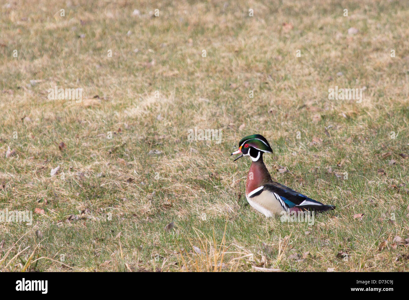 A drake Wood Duck in a field. Stock Photo