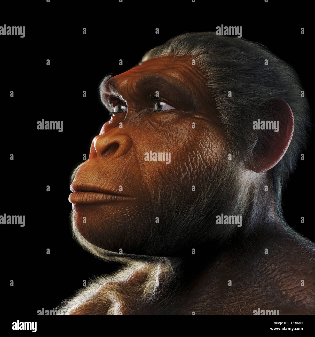 Homo Habilis Stock Photo