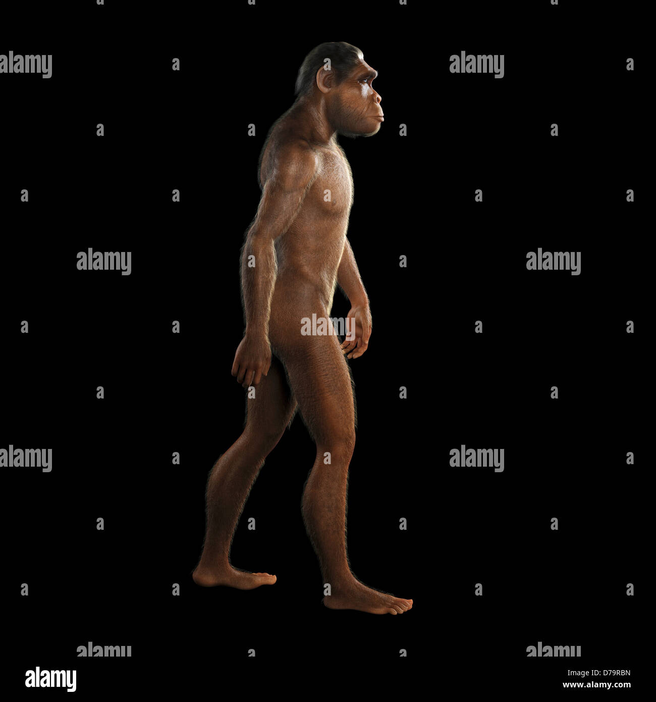 Homo Habilis Stock Photo