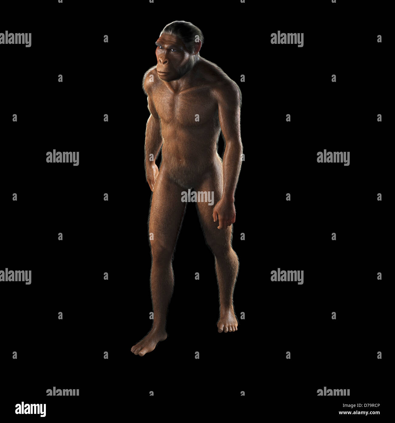 Homo Habilis Stock Photo