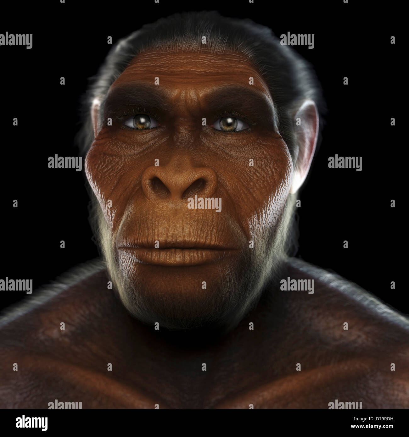 Homo Habilis Stock Photo