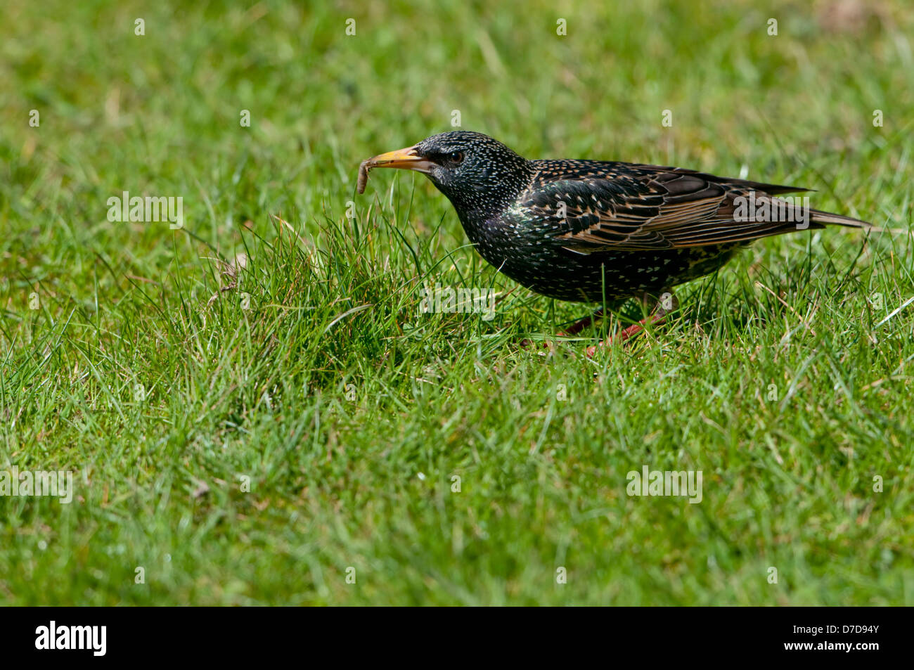 A Starling with a leatherjacket grub in it's beak on grass Stock Photo