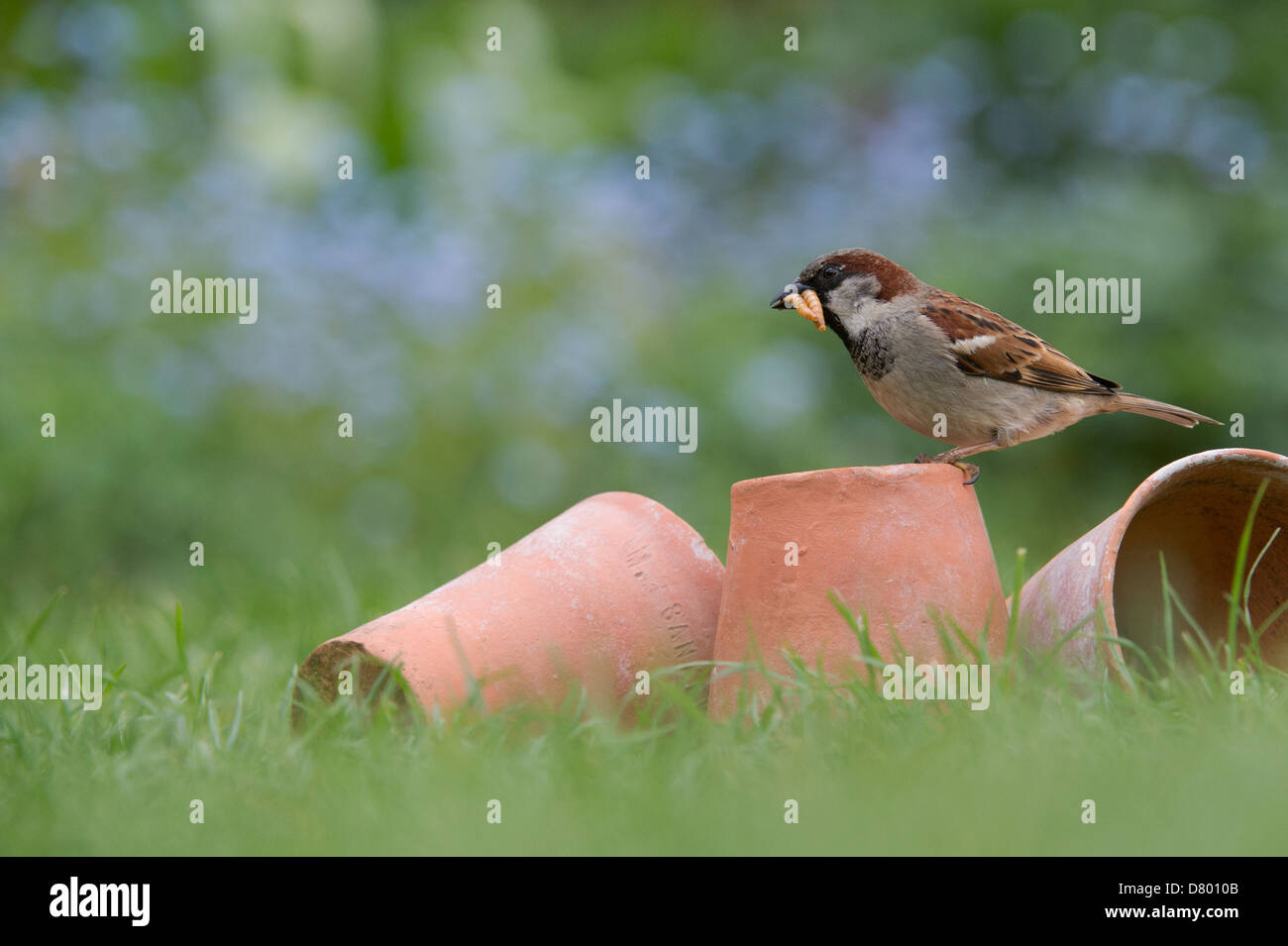 Passer domesticus. House sparrow on flower pots in the grass Stock Photo