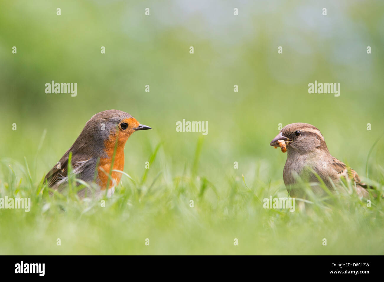 Erithacus rubecula. Robin and house sparrow in the grass Stock Photo