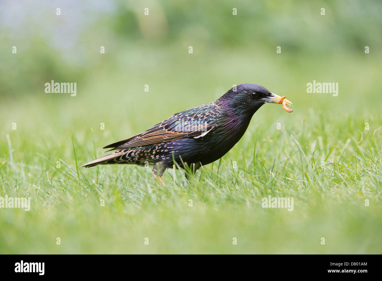 Sturnus vulgaris. Starling in the grass feeding on mealworms Stock Photo