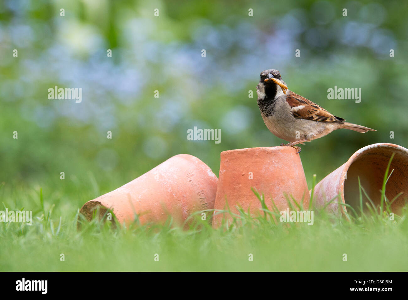 Passer domesticus. Male House sparrow on flower pots in the grass with mealworms Stock Photo