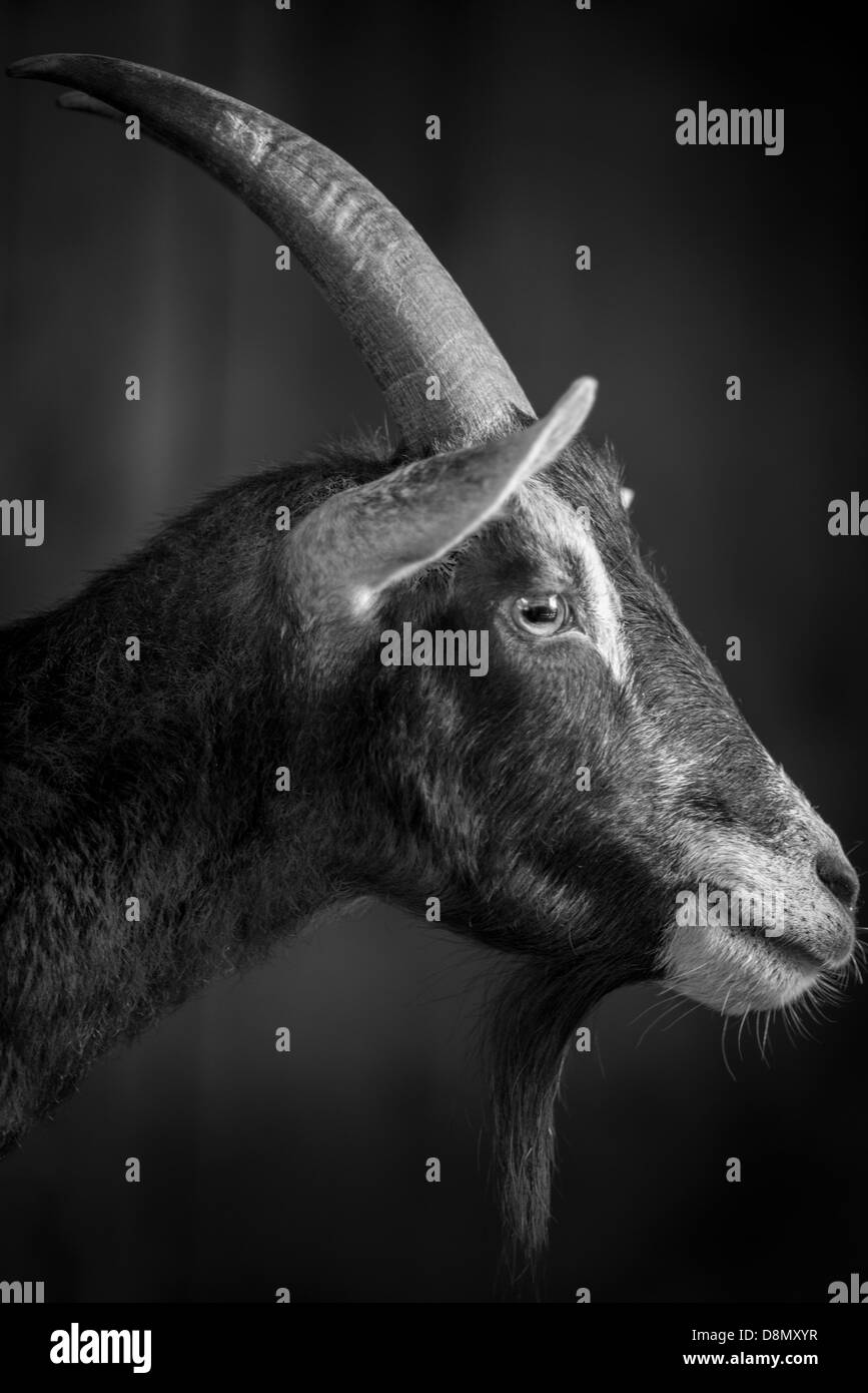 A Goat Stock Photo