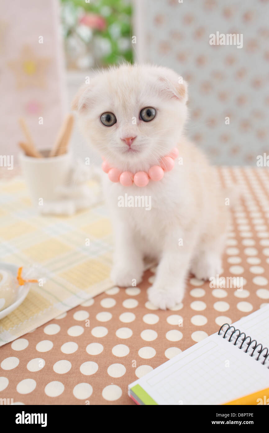 Scottish Fold Stock Photo