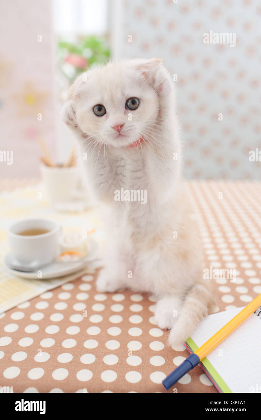 Scottish Fold Stock Photo