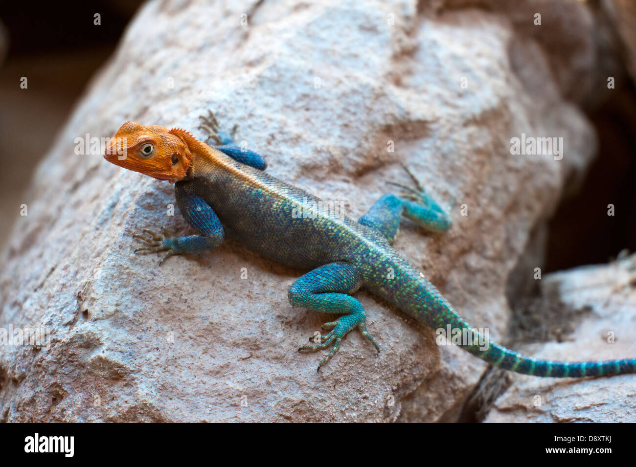 East African Rainbow Lizard Stock Photo