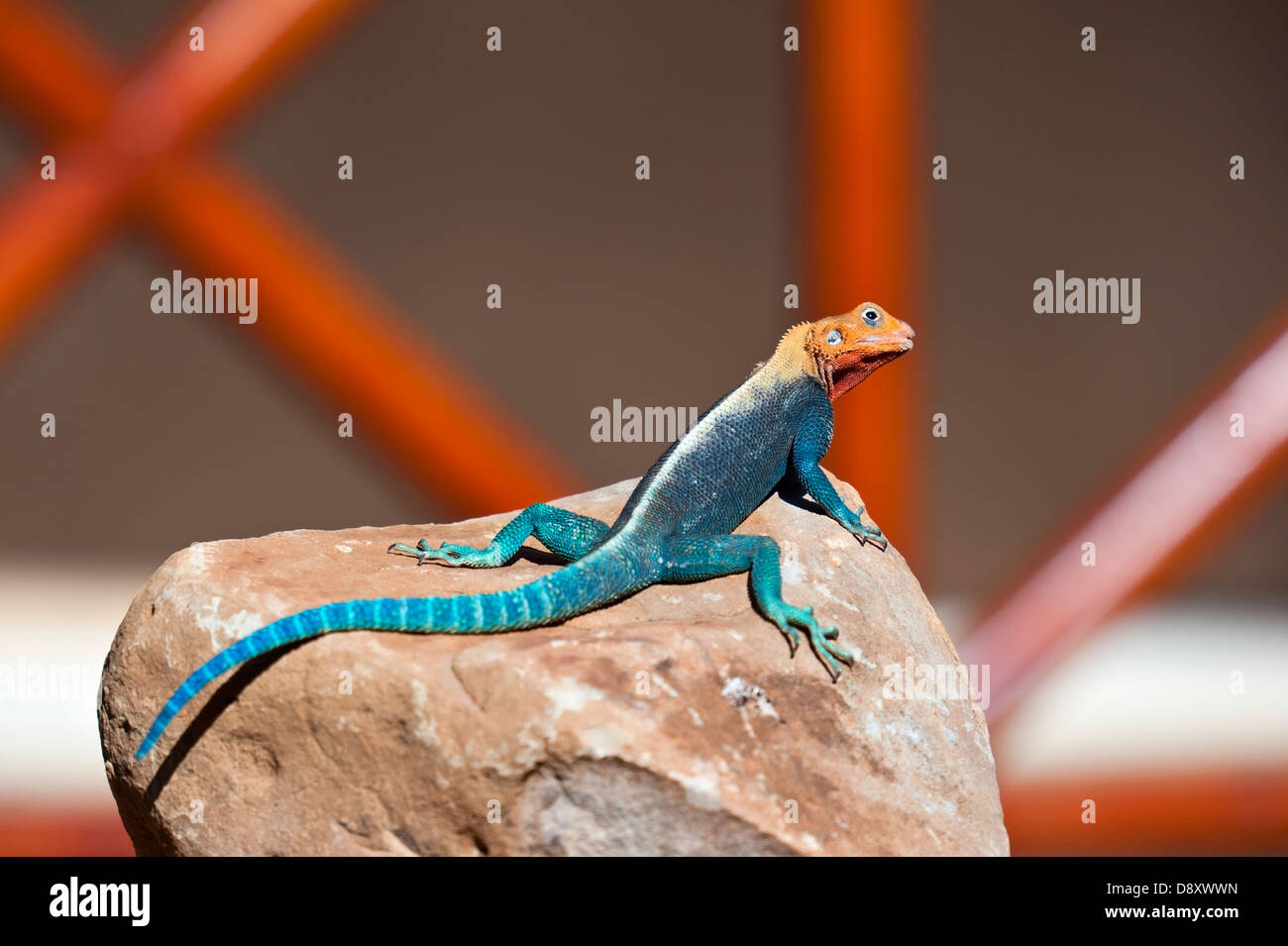 East African Rainbow Lizard Stock Photo