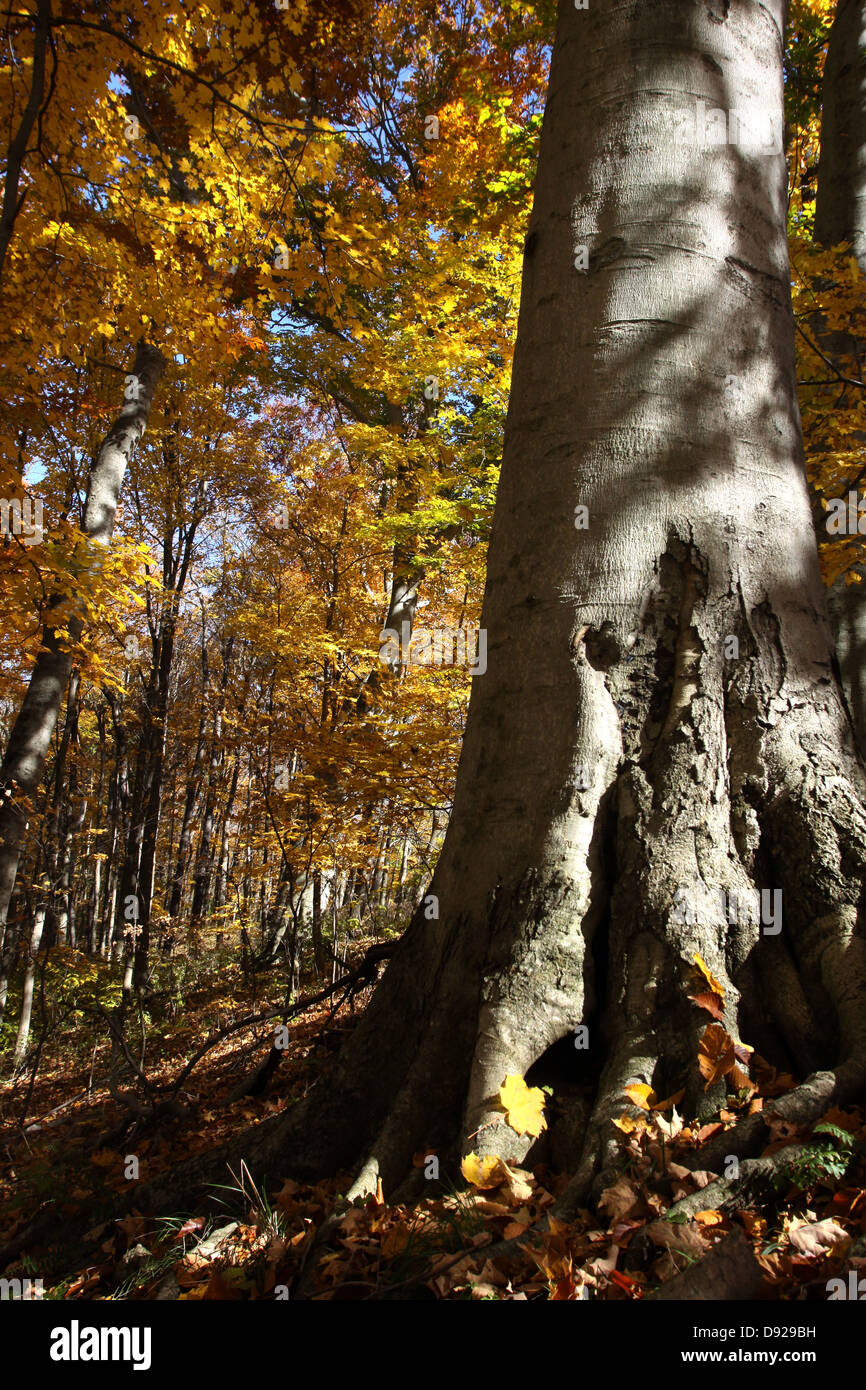 Beech tree fall leaves forest Ohio Stock Photo