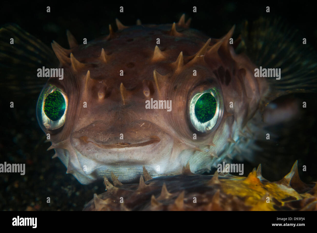 Obicular Burrfish (Cyclichthys orbicularis) on the Jahir 2 divesite, Lembeh Straits, North Sulawesi, Indonesia Stock Photo