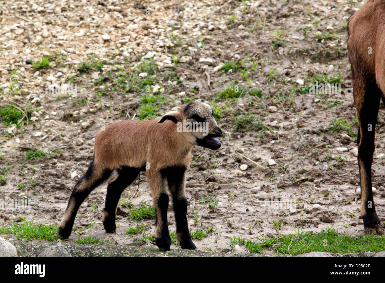 a young goat Stock Photo