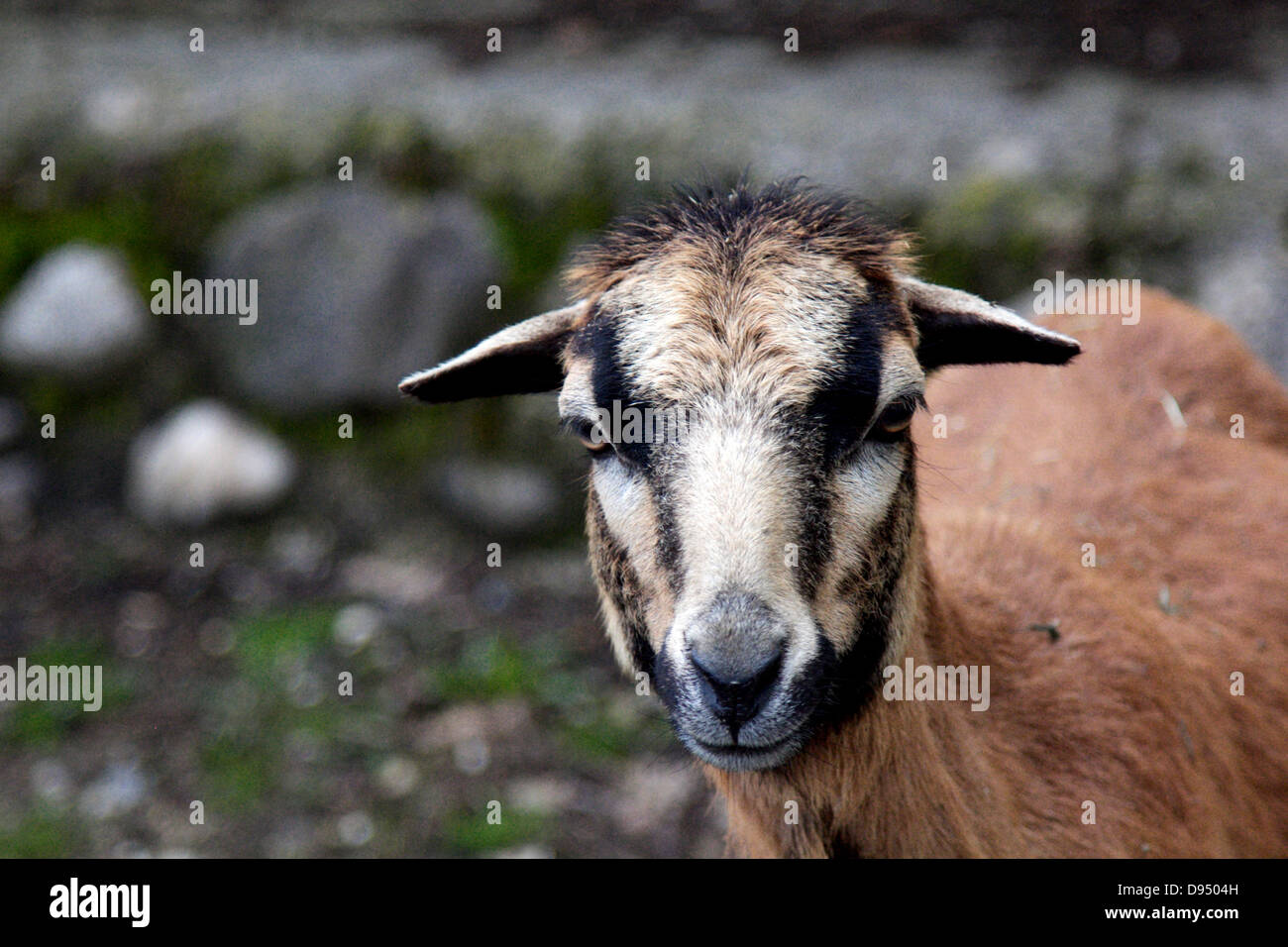 brown goat Stock Photo