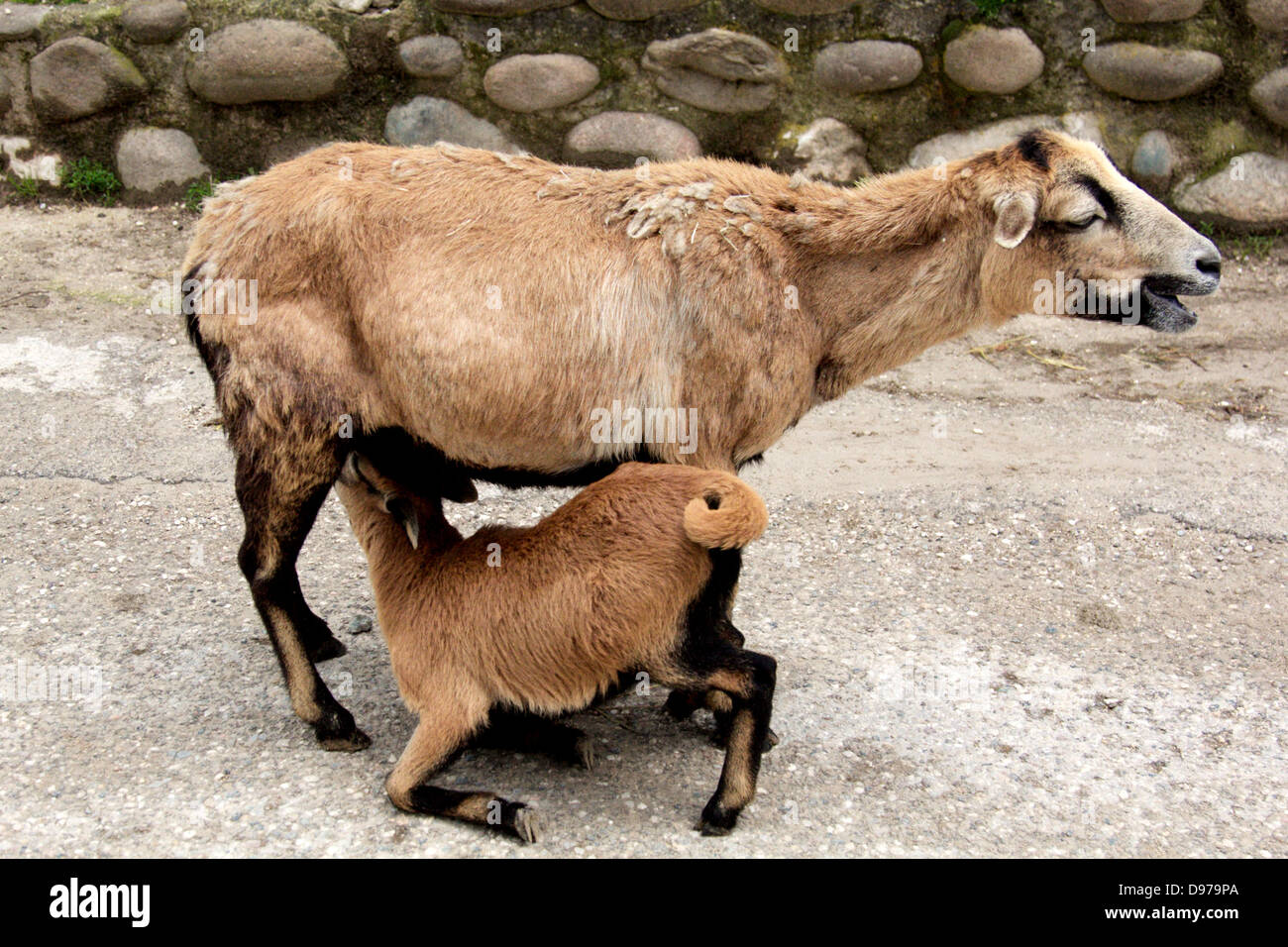 a young goat Stock Photo