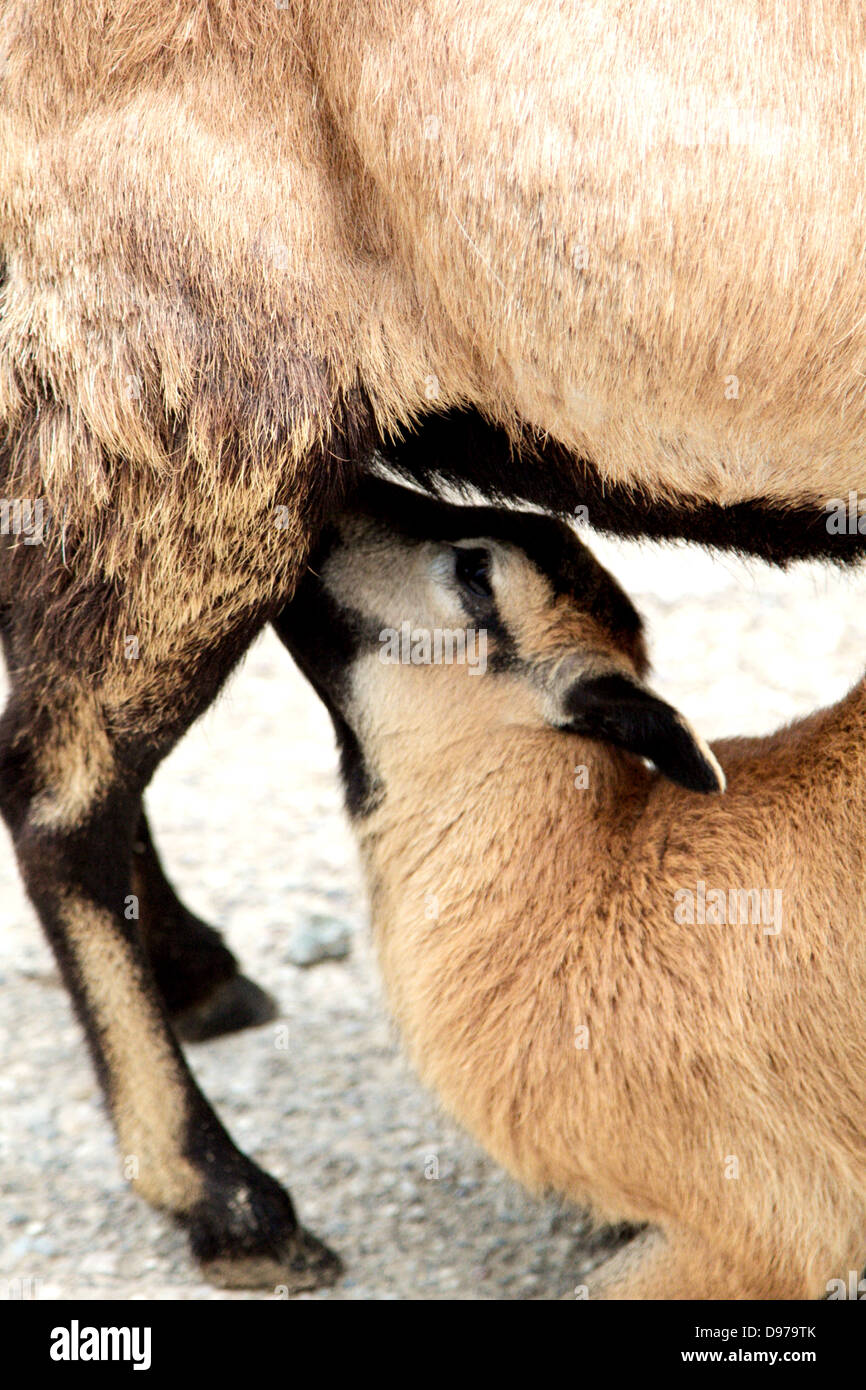 a young goat Stock Photo