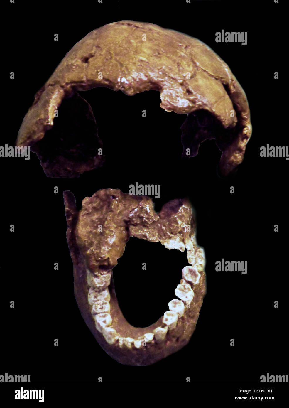 Homo Habilis.  Leakey et al 1964.  East and southern africa.  Casts of tibia and fibula Stock Photo