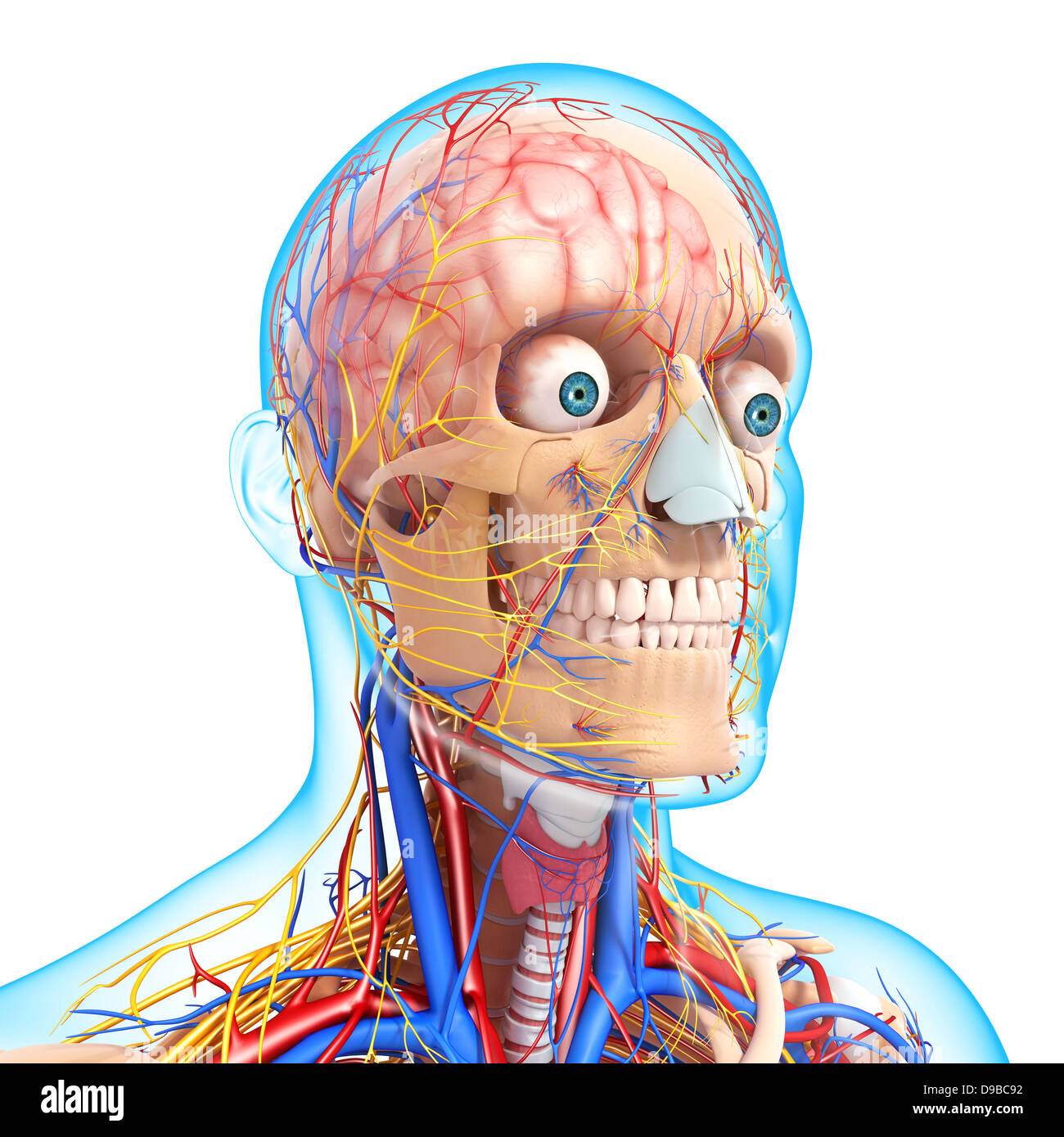 circulatory system of human head anatomy Stock Photo