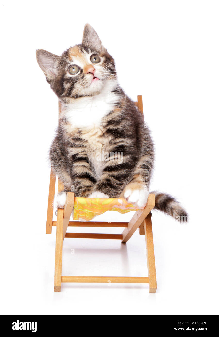 kitten sitting on a deck chair Stock Photo