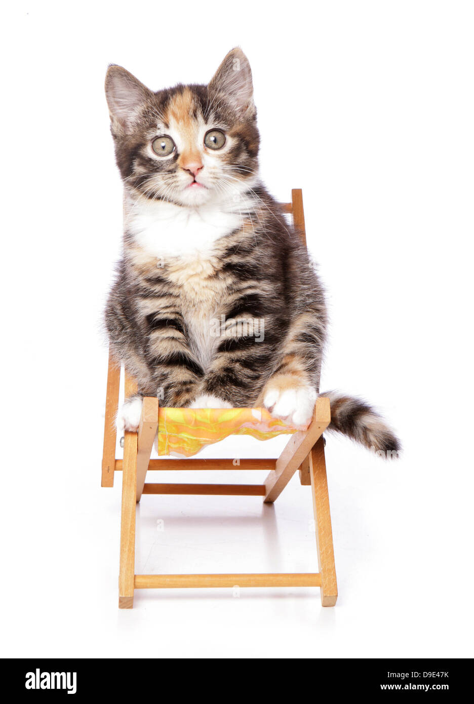 kitten sitting on a deck chair Stock Photo