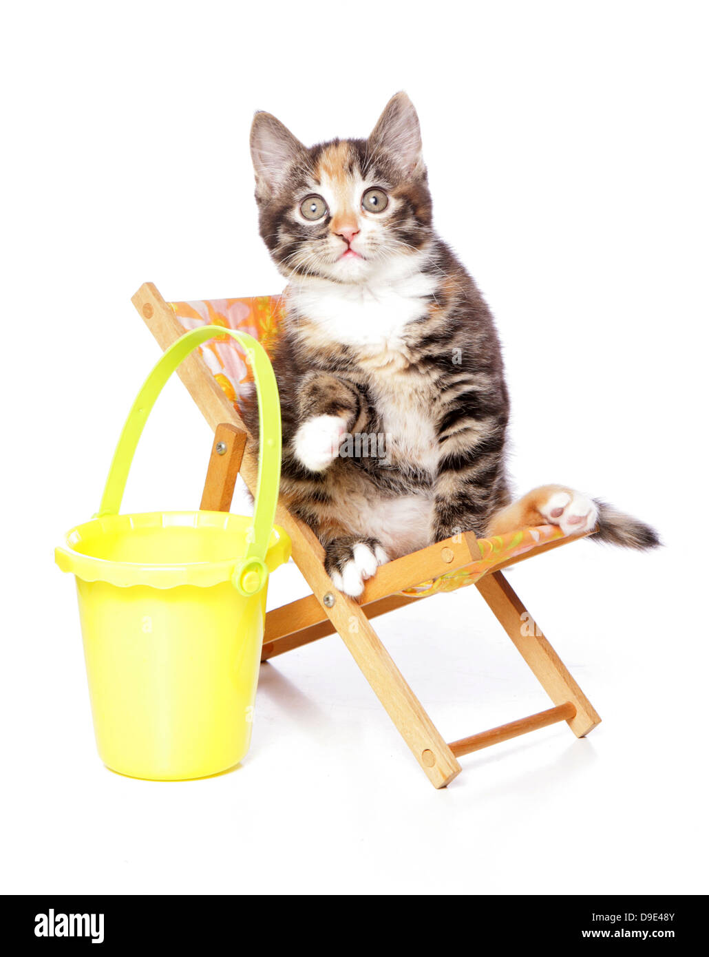 kitten sitting on a deck chair Stock Photo