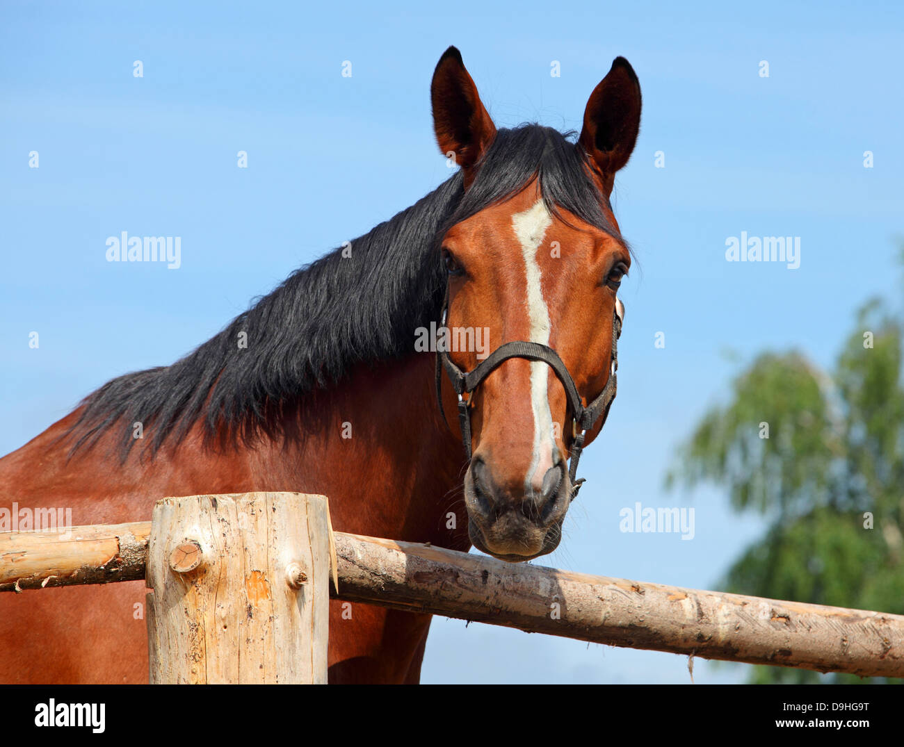 Beautiful horse looking over a wooden fence Stock Photo