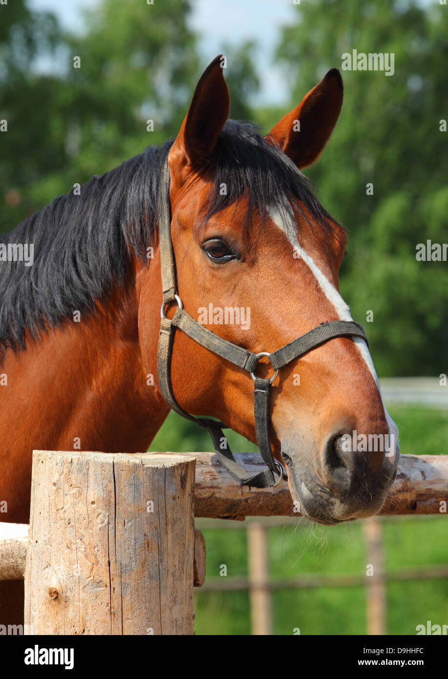 Beautiful horse looking over a wooden fence Stock Photo