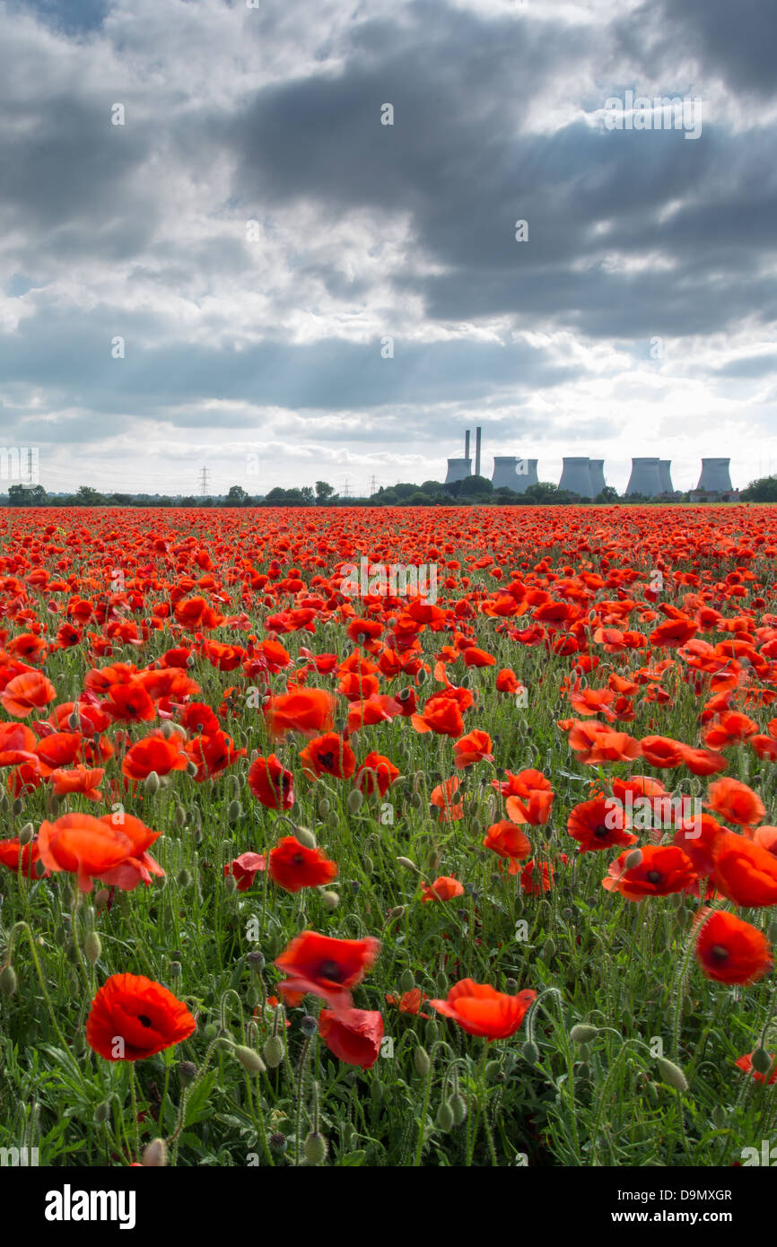 Poppy power, bright red flowers in a field (Ferrybridge, UK) Stock Photo