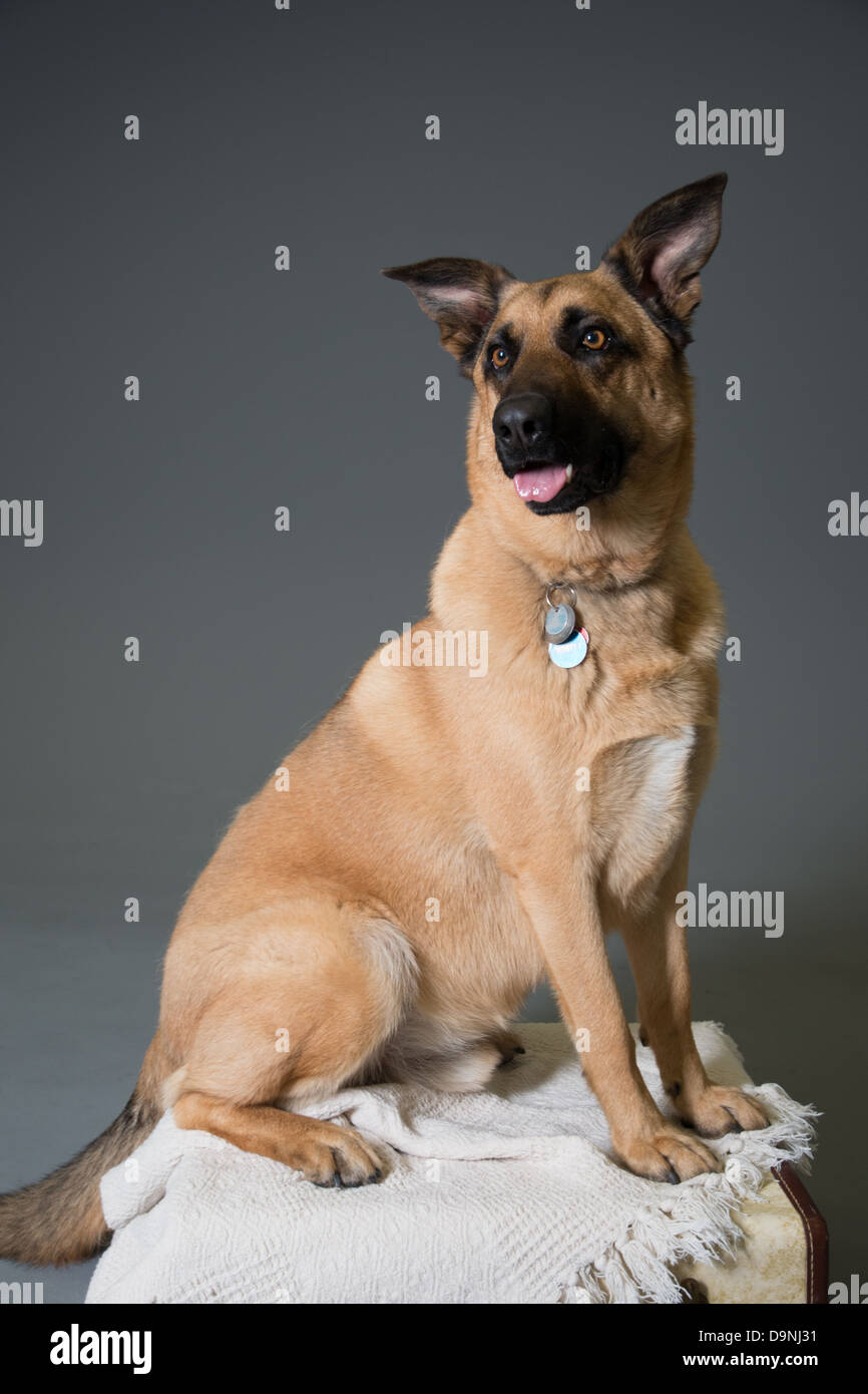 Light brown German Shepherd cross dog sitting on top of a box with a gray background Stock Photo