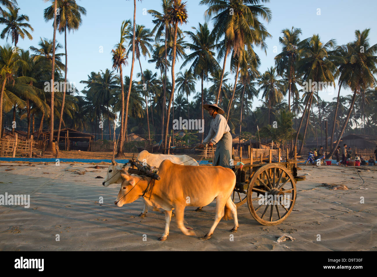 an ox driven cart awaiting the fishing boats landing their catch at Gyeiktaw at dawn, Ngapali, Rakhine, Myanmar (Burma) Stock Photo