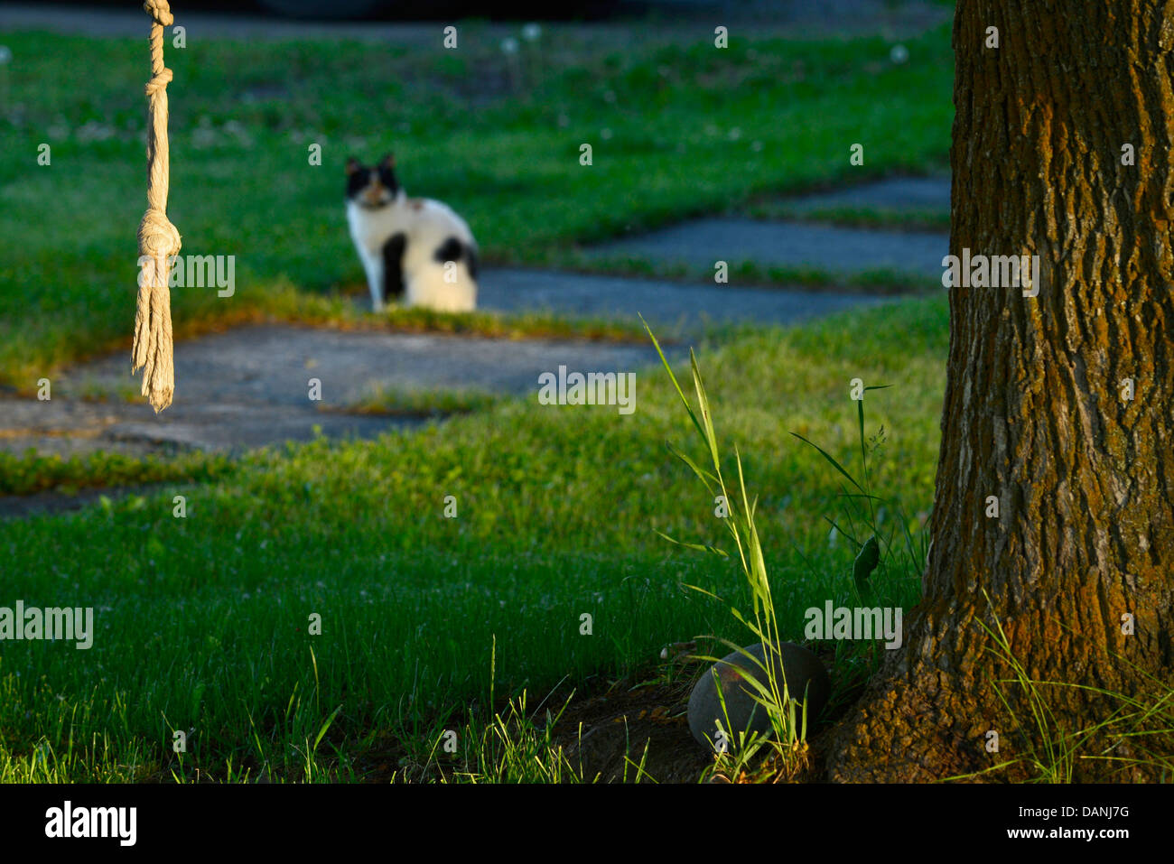 Rope swing and cat in Joseph, Oregon. Stock Photo