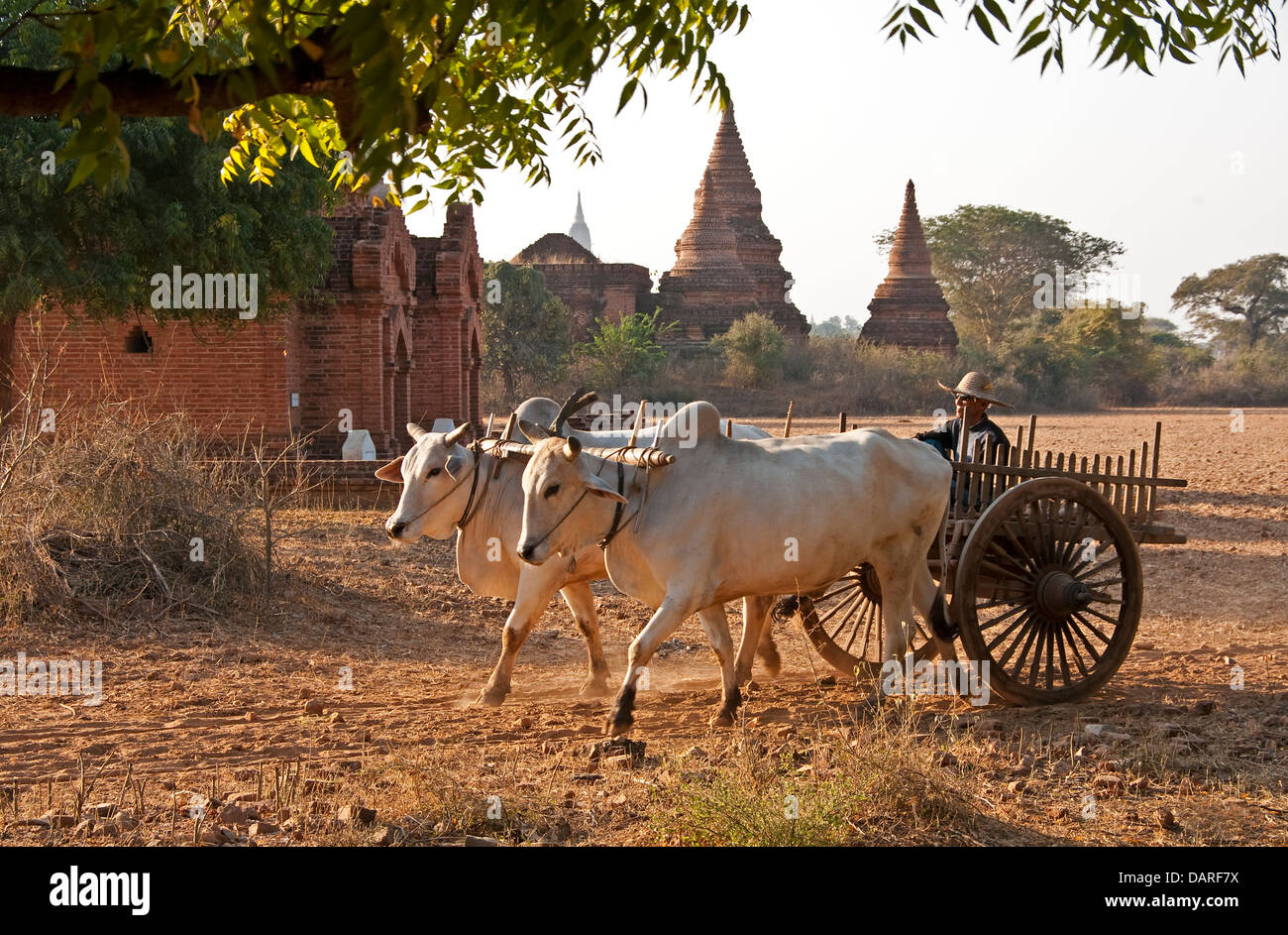 Ox cart and temples on Bagan Plain of Myanmar. Stock Photo