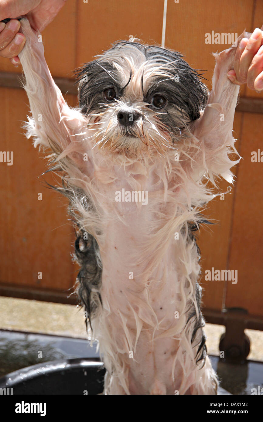 Wet dog after a bath,before dryers. Stock Photo