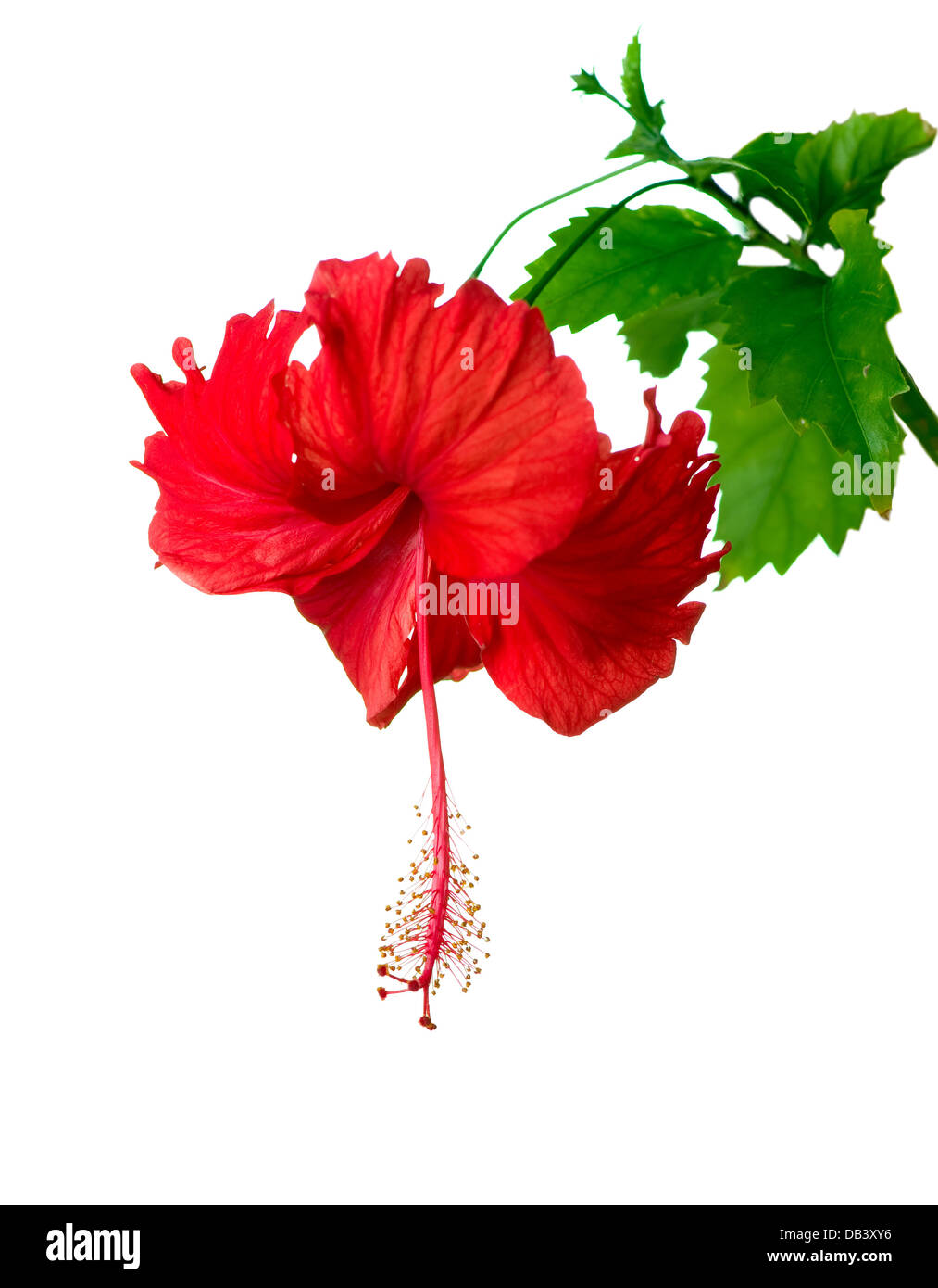 Hibiscus Flower Stock Photo