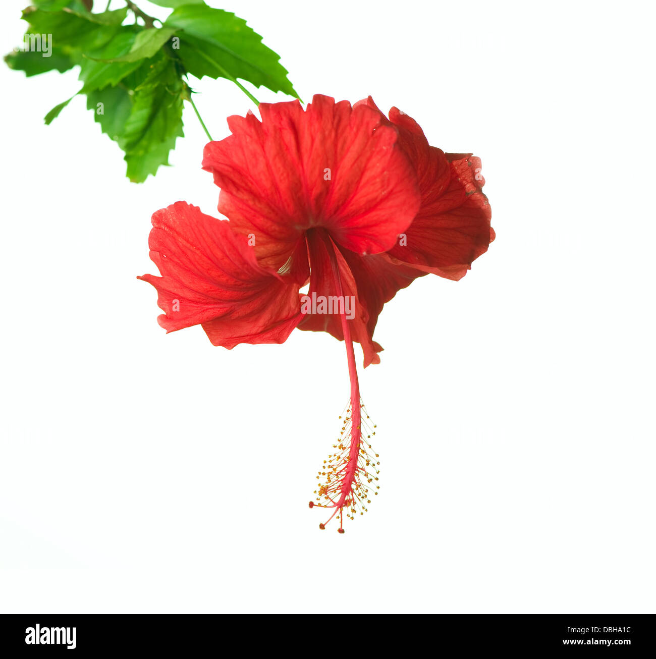 Hibiscus Flower isolated on white Stock Photo