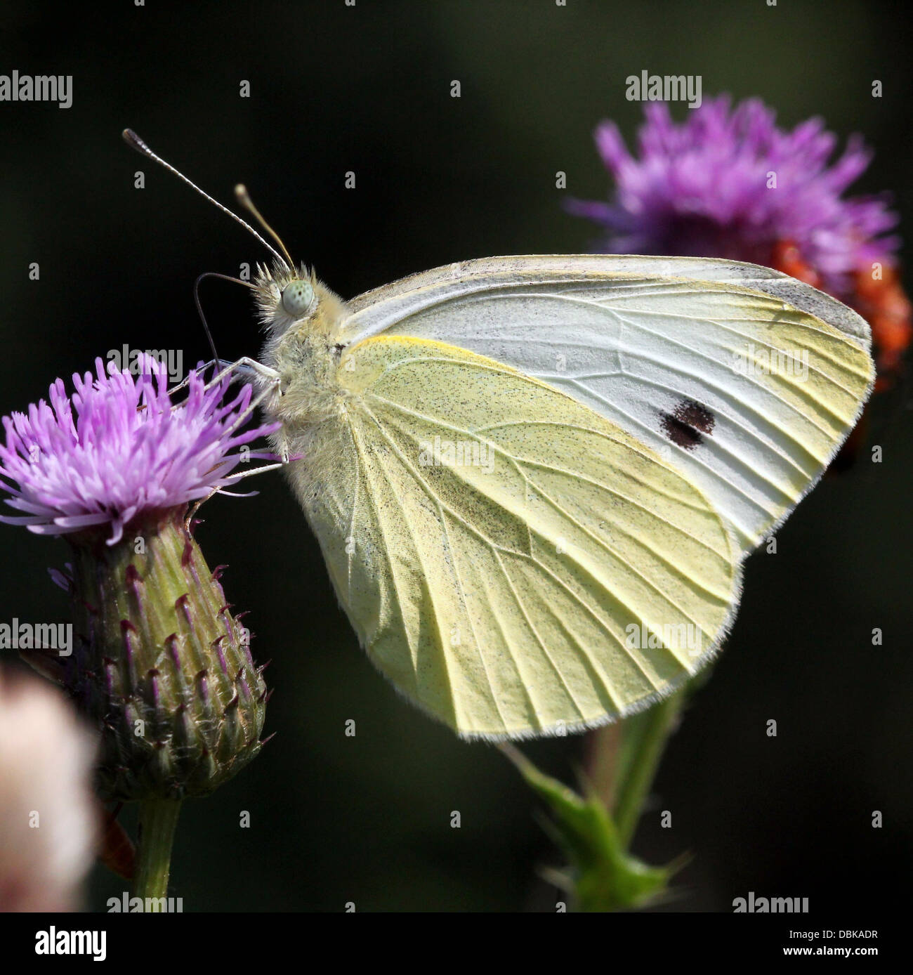 Small Cabbage White (Pieris Rapae) Stock Photo