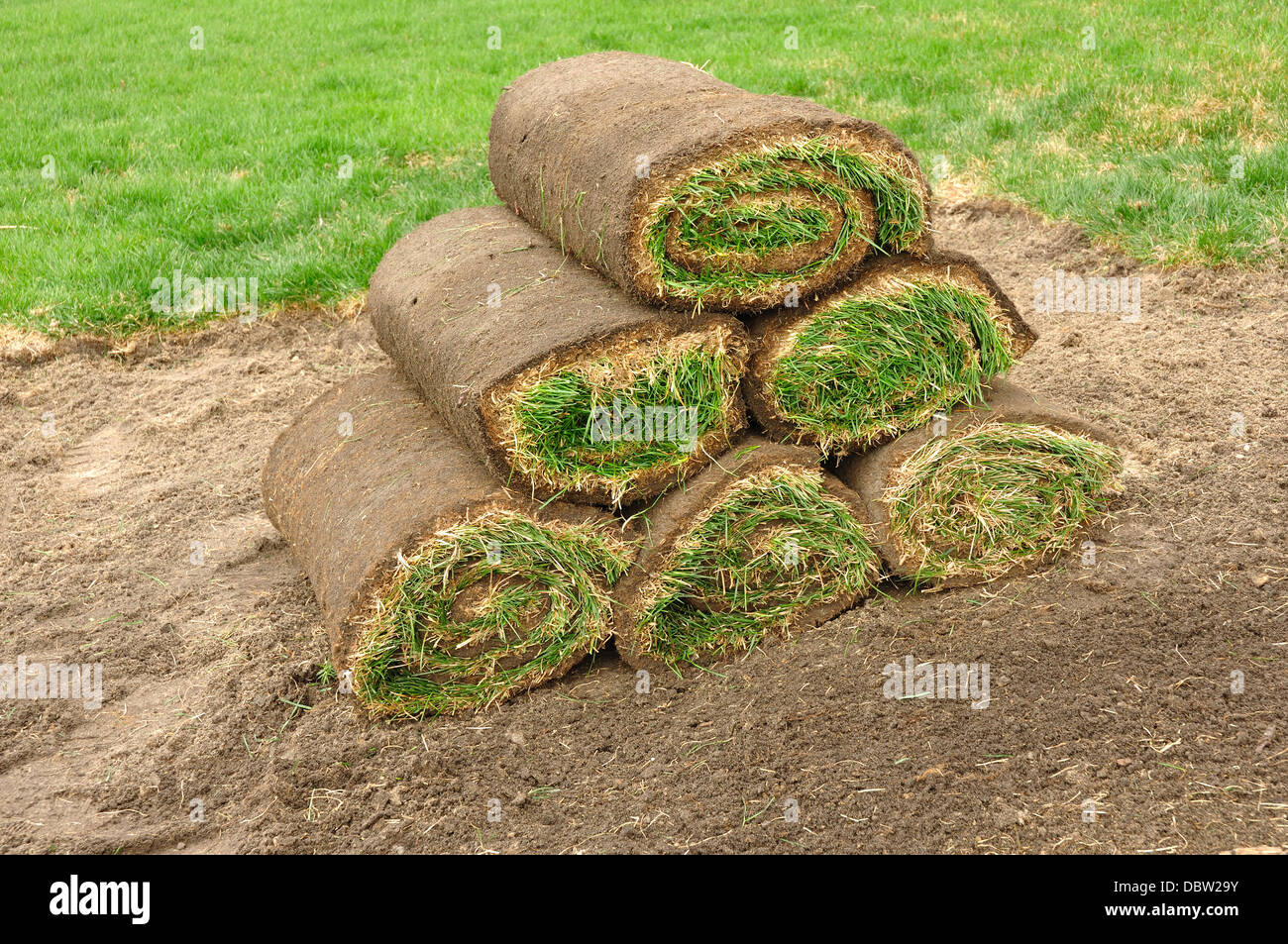 New grass lawn turf in rolls Stock Photo